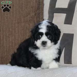 Aloe, Shih Tzu Puppy